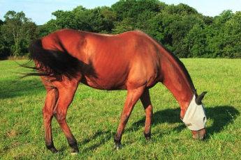 saison estivale cheval